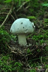 Egerling (Agaricus sp.)
